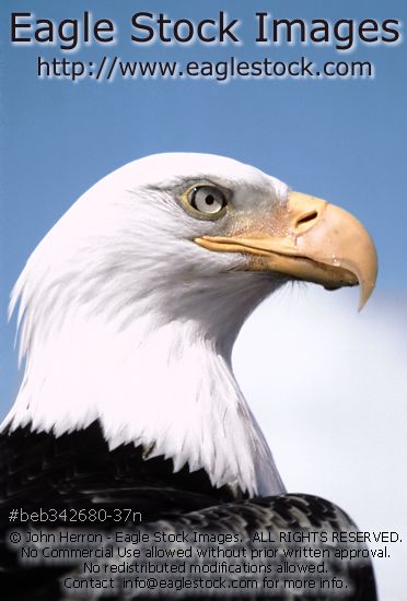Picture of Bald Eagle.  Beautiful eagle closeup with sky and clouds in the background. Prints available.